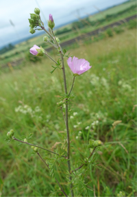 Moschusmalve Malva moschata