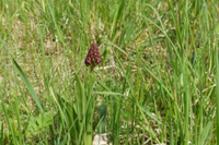 Orchis purpurea knospig