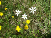 Ornitholgalum umbellatum im konkurrenzschwachen Bestand